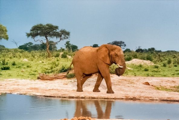 mauve-group-zimbabwe-hwange-national-park-by-jackyr-creative-commons.jpg