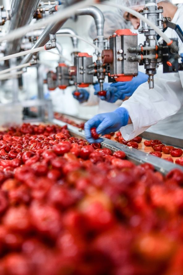 deseeding of cherries on a factory conveyor belt
