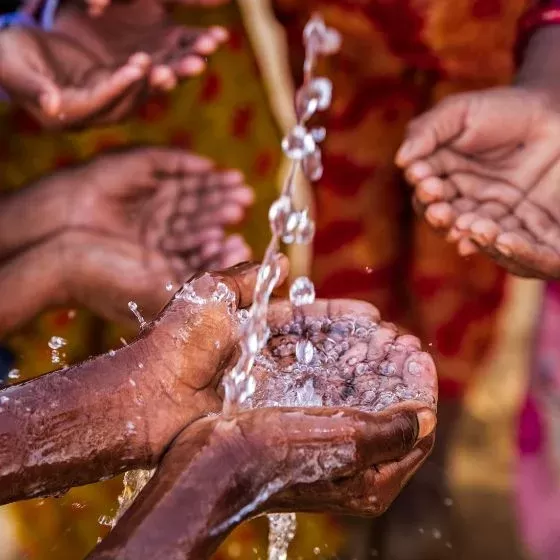 A group of open palms receiving water